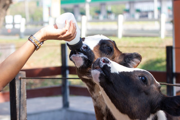 Baby cow feeding on milk bottle by hand men