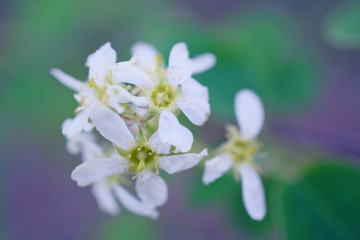 fruit tree flowers white blurred image spring garden