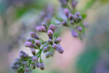 lilac flowers unblown, blurred image spring garden