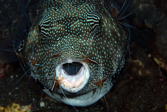 Amazing Underwater World - Puﬀer Fish At The Cleaning Station Live Together With Cleaner Shrimp. Underwater Symbiosis. Tulamben, Bali, Indonesia. 