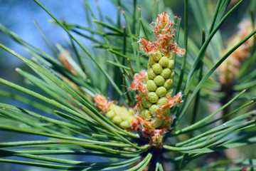 tree branch with young leaves, blurred background