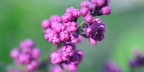 lilac flowers unblown, blurred image spring garden