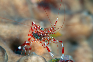Amazing underwater world - Clear cleaner shrimp (Urocaridella antonbruunii). Diving, macro photography. Tulamben, Bali, Indonesia