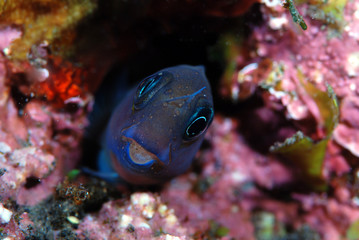 Obraz na płótnie Canvas Amazing underwater world - Persian Coralblenny (Ecsenius midas). Diving, underwater macro photography. Tulamben, Bali, Indonesia.