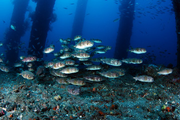 Fototapeta na wymiar Porcupineﬁsh under the jetty. Underwater world, wide angle photography. Padang Bay, bali, Indonesia. 