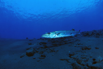 Underwater world - Sphyraena barracuda - Great barracuda. Liberty wreck. Tulamben, Bali, Indonesia. 