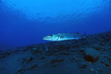 Underwater world - Sphyraena barracuda - Great barracuda. Liberty wreck. Tulamben, Bali, Indonesia. 