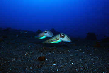 Fototapeta na wymiar Incredible Underwater World - Cuttlefish. Blue ocean. Tulamben, Bali, Indonesia.