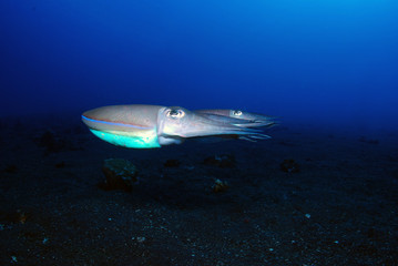Incredible Underwater World - Cuttlefish. Blue ocean. Tulamben, Bali, Indonesia.