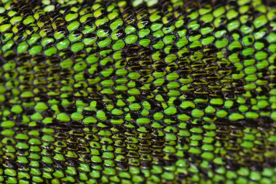 Close up green reptile skin texture background