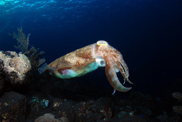 Obraz na płótnie Canvas Incredible Underwater World - Cuttlefish. Blue ocean. Tulamben, Bali, Indonesia.