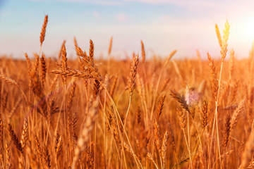 Fototapeta premium Field of ripe wheat against the blue sky. the harvest of grain. agriculture.
