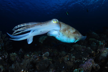 Incredible Underwater World - Cuttlefish. Blue ocean. Tulamben, Bali, Indonesia.