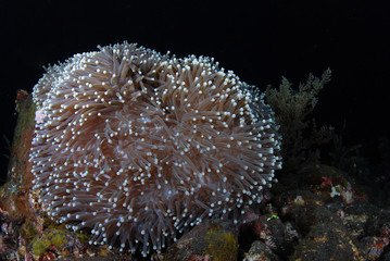 Naklejka na ściany i meble Amazing underwater world - Big dangerous, poisonous anemone. House of fish Nemo. Night diving. Tulamben, Bali, Indonesia.