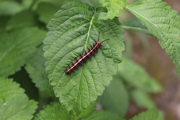 caterpillar on a leaf