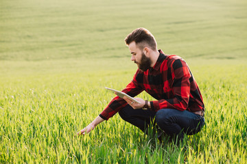 Young handsome bearded farmer with tablet standing in wheat field in early summer