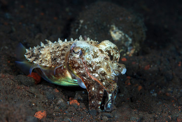 Incredible Underwater World - Cuttlefish. Blue ocean. Tulamben, Bali, Indonesia.
