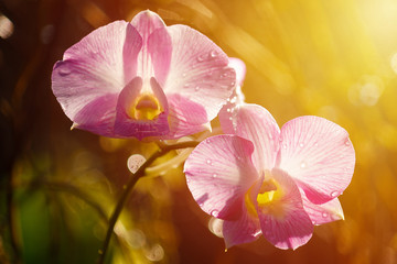 Flower orchid 