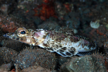 Crocodile fish - Serrated Flathead Rogadius serratus. Underwater world, macro photography. Tulamben, Bali, Indonesia.