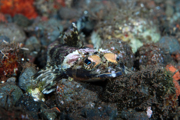 Crocodile fish - Serrated Flathead Rogadius serratus. Underwater world, macro photography. Tulamben, Bali, Indonesia.