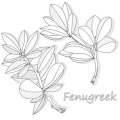 Methi, fenugreek leaves vector illustration on white background. isolated image.