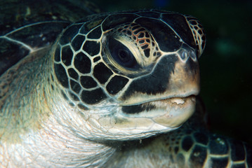 Amazing underwater world - Chelonia mydas - Green turtle feeding/eating. Tulamben, Bali, Indonesia.