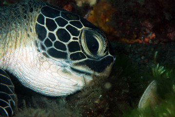 Amazing underwater world - Chelonia mydas - Green turtle feeding/eating. Tulamben, Bali, Indonesia.