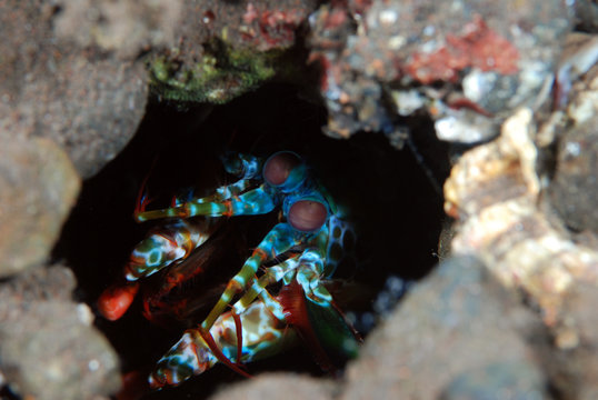 Underwater world - Peacock mantis shrimp - Odontodactylus scyllarus with eggs. Diving and macro photography. Tulamben, Bali, Indonesia.
