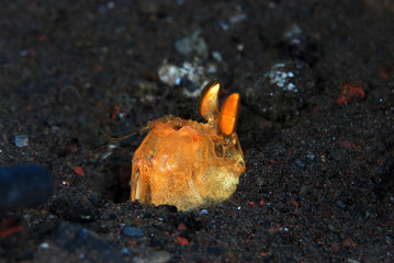 Incredible Underwater World - Golden mantis (Lysiosquilloides mapia). Macro photography. Tulamben, Bali, Indonesia.