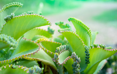 Close up of Kalanchoe pinnata plant