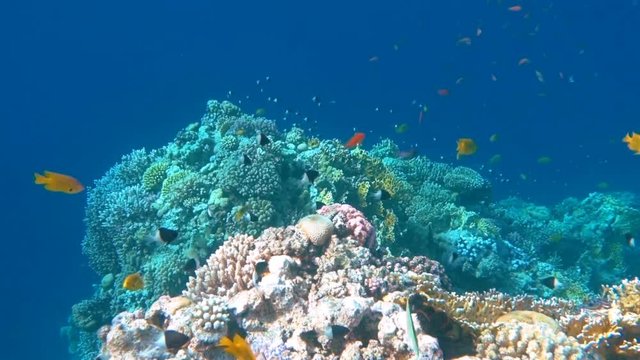 Underwater Colorful Tropical Fishes and Beautiful Corals. Red sea Sharm el Sheikh Egypt, ras mohamed national park