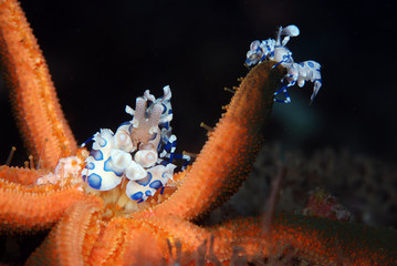 Incredible underwater world - Hymenocera picta - Harlequin shrimp. Eating/feeding starfish. Underwater macro photography. Tulamben, Bali, Indonesia. 