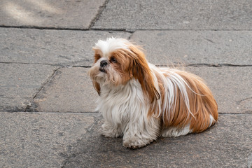 Sitting Shih tzu dog with white and brown hair