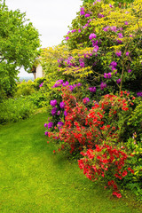 Purple rhododendron and red pink azalea flowers growing in a garden in north east Italy. They are wet from recent rain