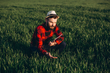 Naklejka na ściany i meble Young handsome bearded farmer with tablet analyzes the crop in wheat field in early summer