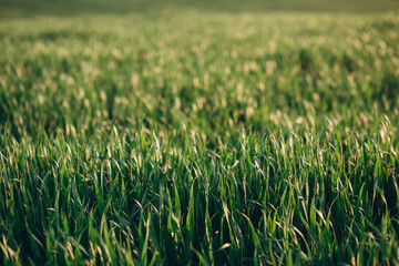 Young green wheat field on the sunset
