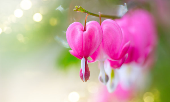 Dicentra flower heart shaped flowers. Pink bleeding heart flowers bouquet background. Purple broken hearts flowers growing in spring garden
