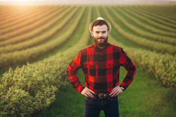 Modern bearded agronomist working on currant field at sunset outdoor