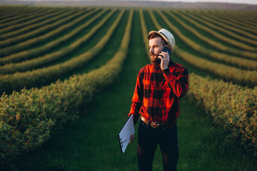 Modern bearded agronomist talking by smartphone on currant field at sunset outdoor
