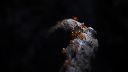 Team of ants work constructing house, teamwork. Team of ants work constructing wooden house with matches, teamwork , Ant action standing, constructing bridge . 