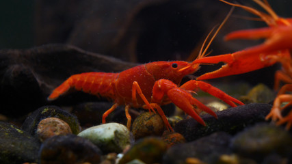 Lobster. Red, orange, brown and yellow lobster walking on rocks in the water, Lobster in water tank at an aquarium. Concept of: Water, Rocks, Family.
