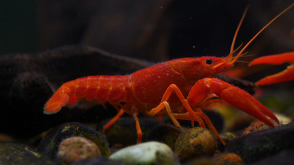 Lobster. Red, orange, brown and yellow lobster walking on rocks in the water, Lobster in water tank at an aquarium. Concept of: Water, Rocks, Family.