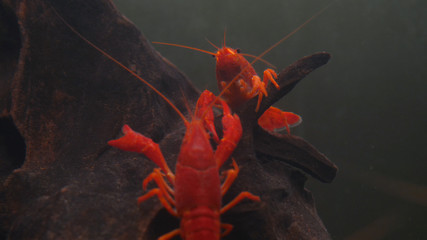 Lobster. Red, orange, brown and yellow lobster walking on rocks in the water, Lobster in water tank at an aquarium. Concept of: Water, Rocks, Family.