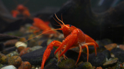 Lobster. Red, orange, brown and yellow lobster walking on rocks in the water, Lobster in water tank at an aquarium. Concept of: Water, Rocks, Family. - Powered by Adobe