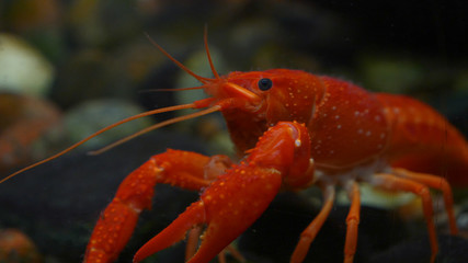 Lobster. Red, orange, brown and yellow lobster walking on rocks in the water, Lobster in water tank at an aquarium. Concept of: Water, Rocks, Family.