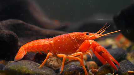 Lobster. Red, orange, brown and yellow lobster walking on rocks in the water, Lobster in water tank at an aquarium. Concept of: Water, Rocks, Family.