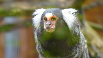 A wild family of monkeys sitting close together on a tree in the jungle on a summer day. Concept of: Wild monkeys, Wood, Family, Exotic, Small, Slow Motion, Favi, Dwarf monkey.