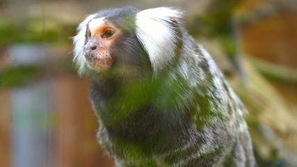 A wild family of monkeys sitting close together on a tree in the jungle on a summer day. Concept of: Wild monkeys, Wood, Family, Exotic, Small, Slow Motion, Favi, Dwarf monkey.