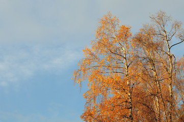 Fototapeta premium birch trees with yellow leaves on sunny day
