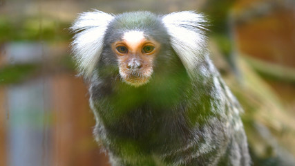 A wild family of monkeys sitting close together on a tree in the jungle on a summer day. Concept of: Wild monkeys, Wood, Family, Exotic, Small, Slow Motion, Favi, Dwarf monkey.